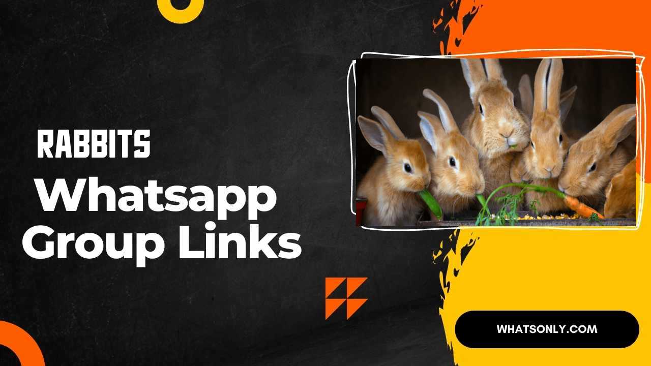 Rabbits WhatsApp Group Links